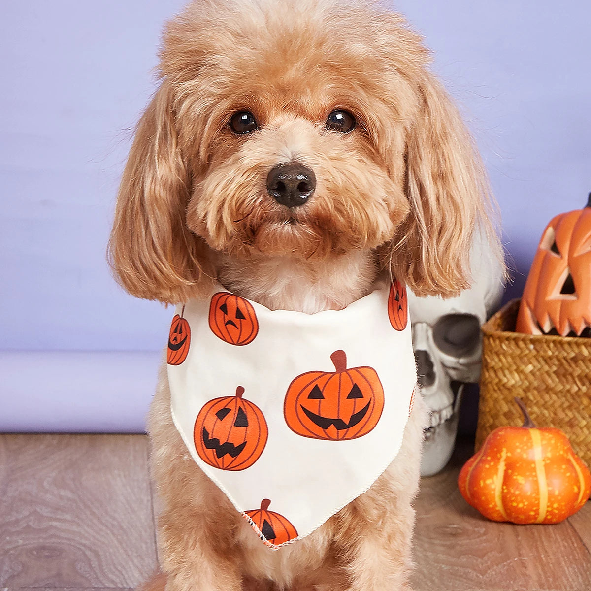 Halloween Dog Bandana with Pumpkin & Spider Web Print, Adjustable