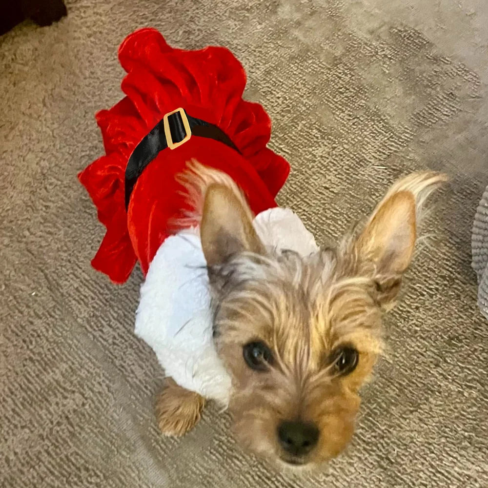 Christmas Dog Dress for Small Dogs & Cats, Santa Party Outfit