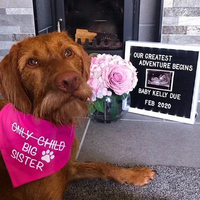 Big Sister Dog Bandana, Pregnancy Announcement Pet Scarf