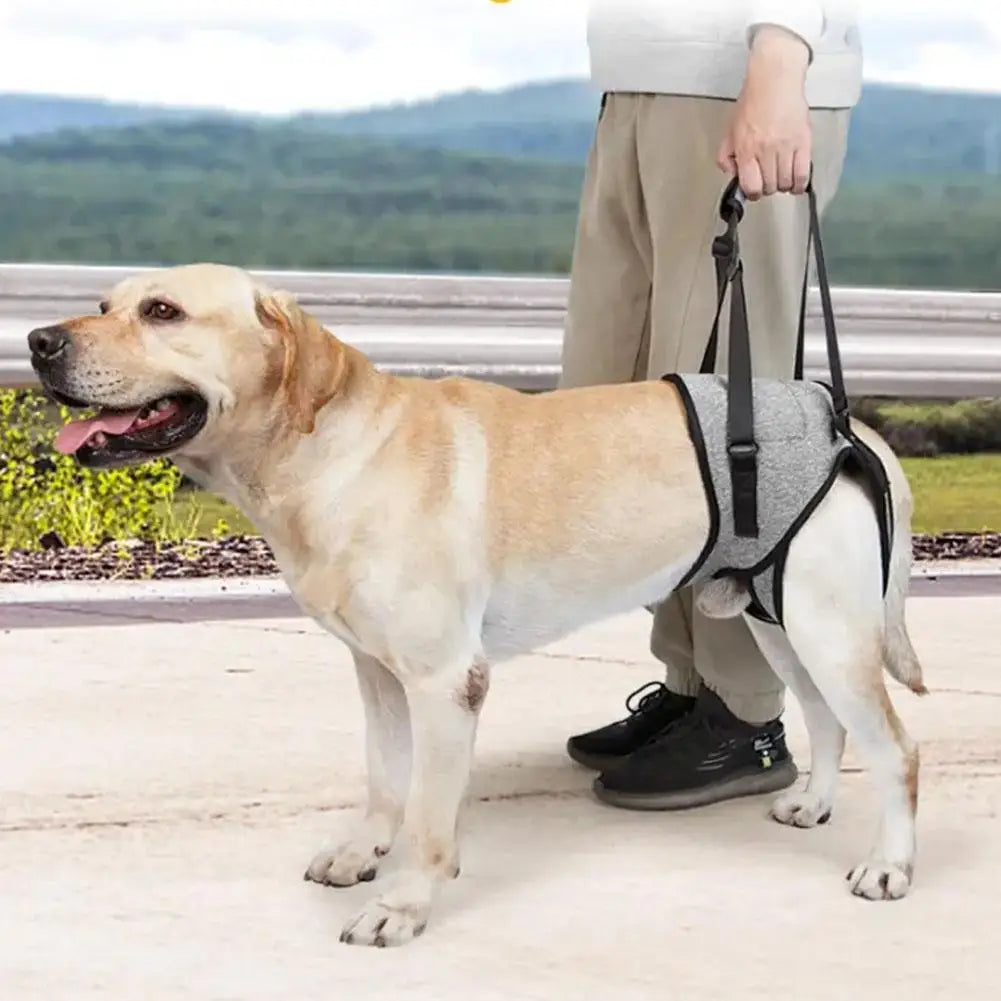 Adjustable Dog Rear Leg Support Harness for Old Disabled Pets