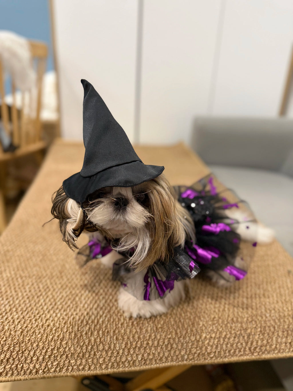 Gothic Witch Princess Halloween Costume for Cats and Small Dogs