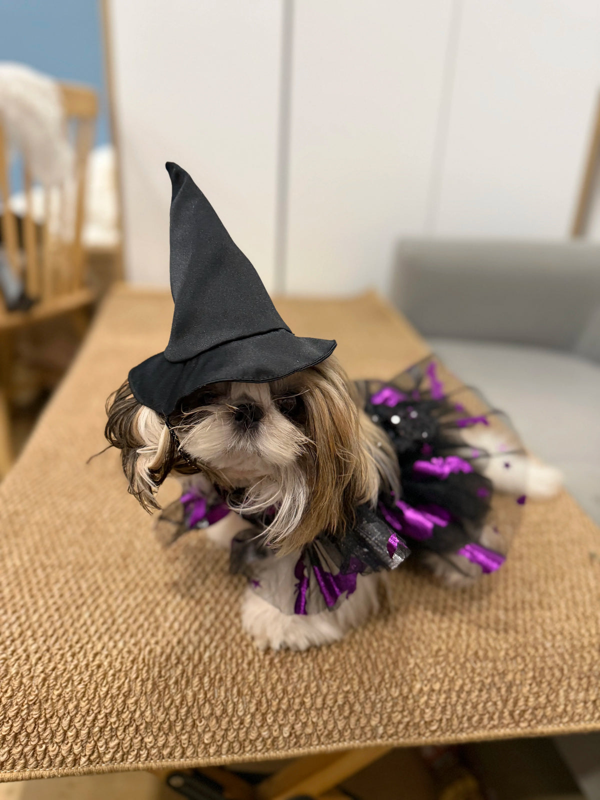 Gothic Witch Princess Halloween Costume for Cats and Small Dogs