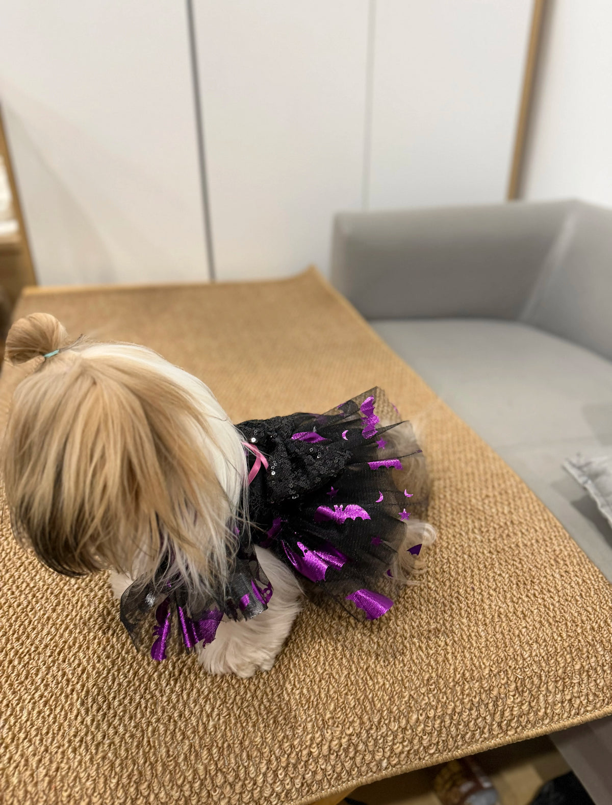Gothic Witch Princess Halloween Costume for Cats and Small Dogs