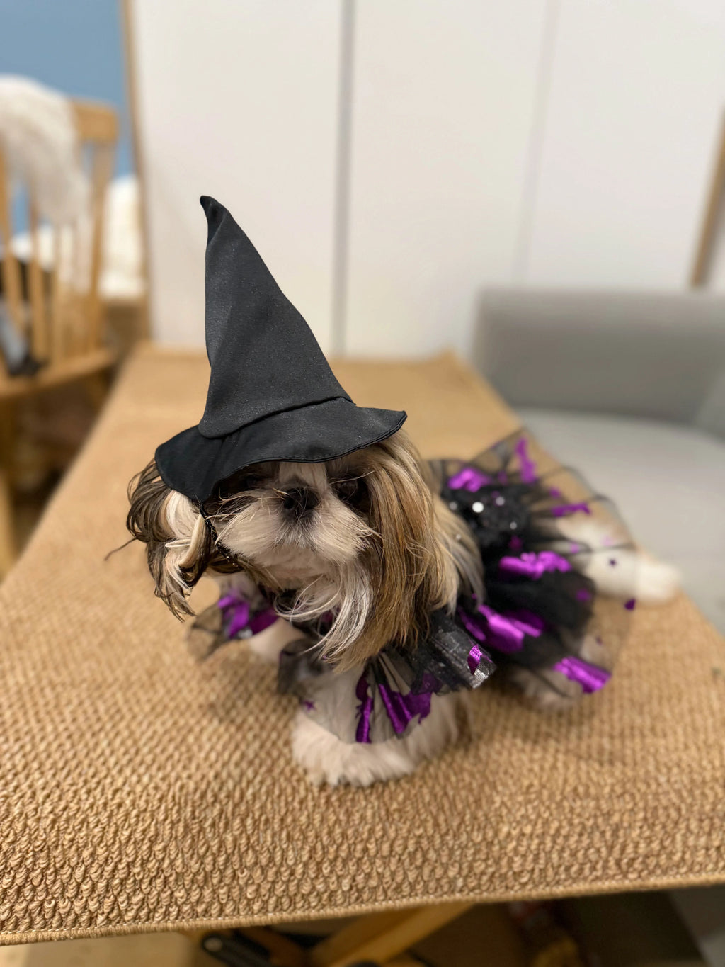 Gothic Witch Princess Halloween Costume for Cats and Small Dogs