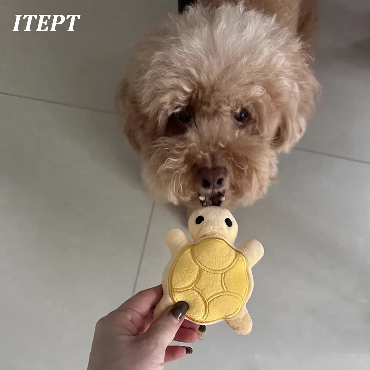 Mini Turtle Plush Squeaky Dog Toy for Puppies & Small Dogs
