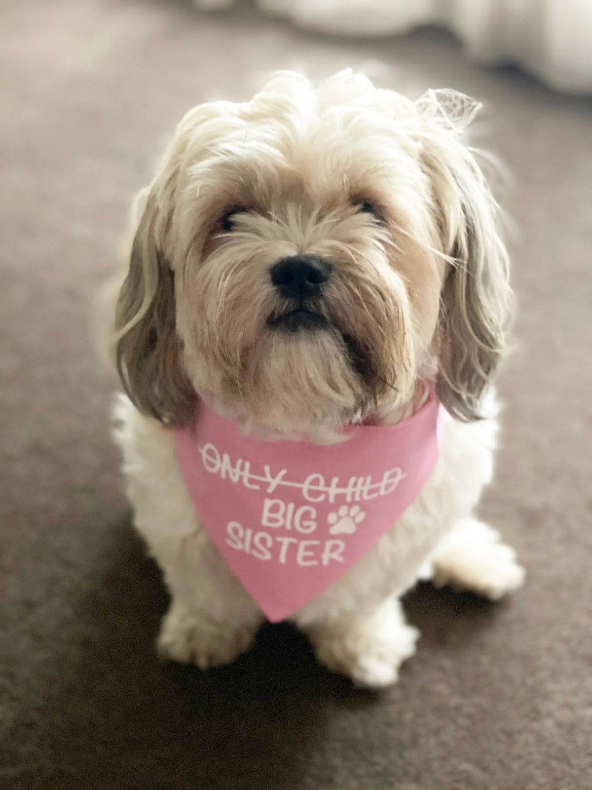 Big Sister Dog Bandana, Pregnancy Announcement Pet Scarf