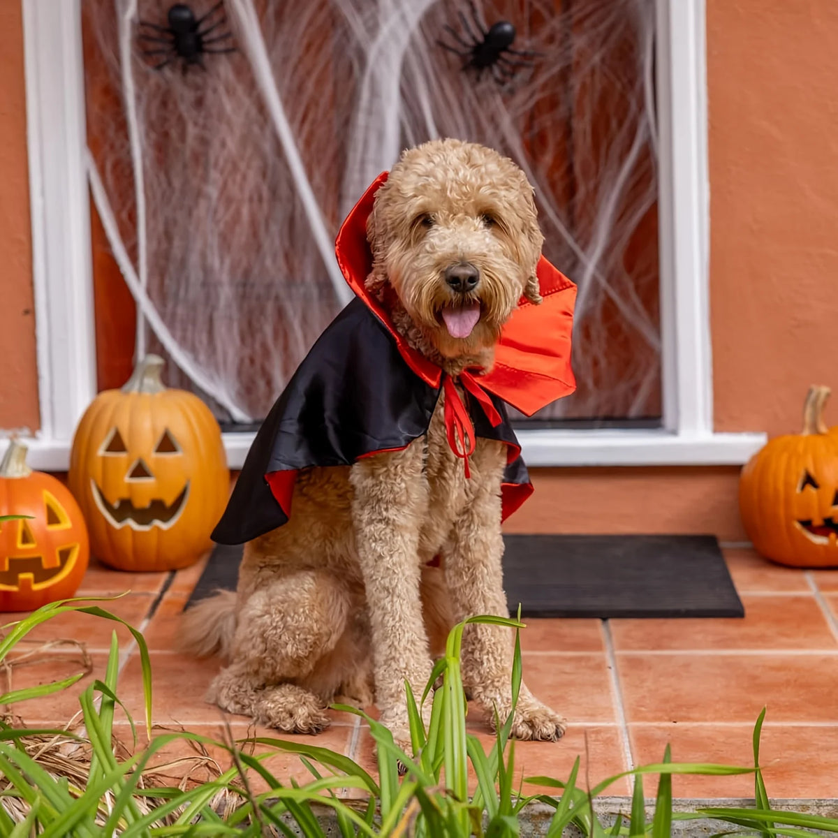 Halloween Vampire Devil Cape Costume for Dogs & Cats Cosplay Outfit