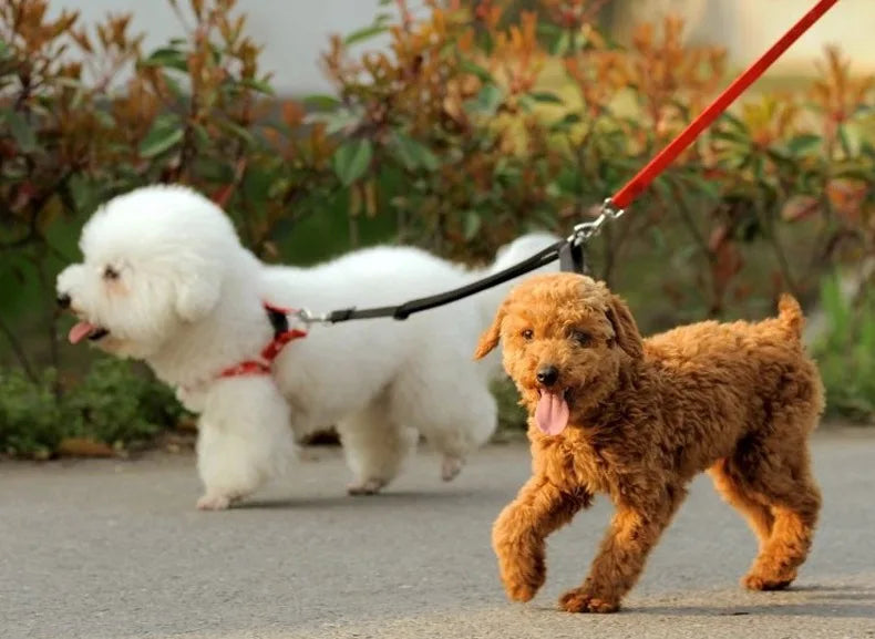 No-Tangle Double Dog Leash with Reflective Bungee for Two Dogs