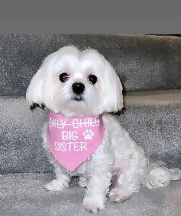 Big Sister Dog Bandana, Pregnancy Announcement Pet Scarf