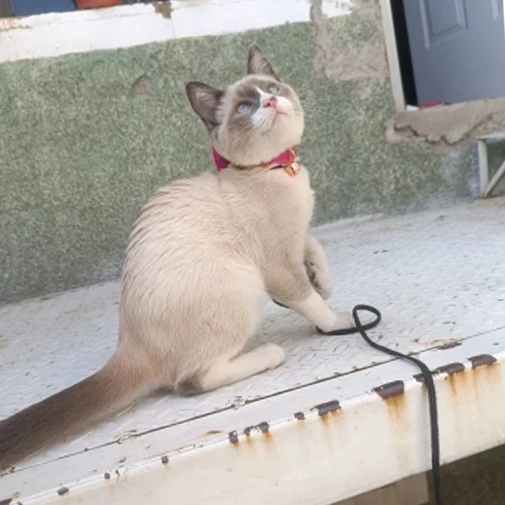 Adjustable Velvet Cat Collar with Bowknot, Safe Breakaway Style