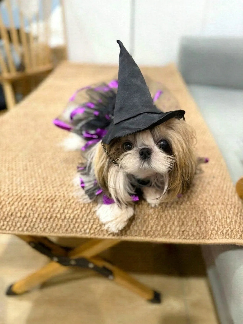 Gothic Witch Princess Halloween Costume for Cats and Small Dogs