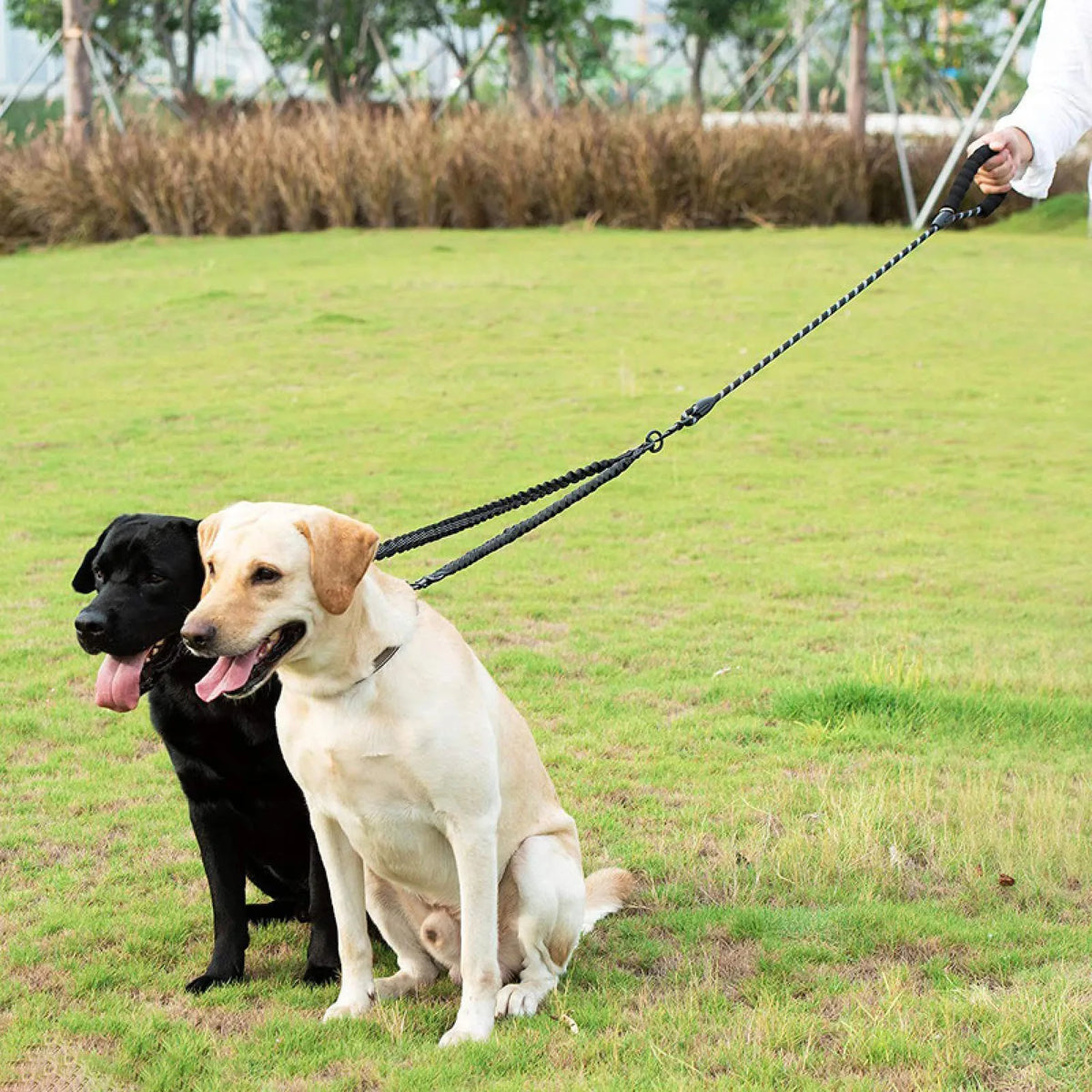 No-Tangle Double Dog Leash with Reflective Bungee for Two Dogs
